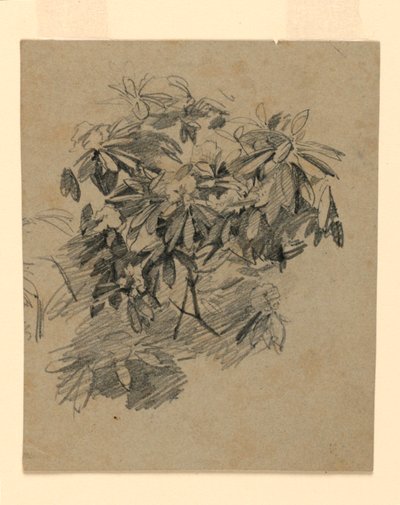 Studie av løvverk av William Trost Richards