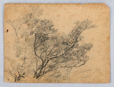 Studie av løvverk av William Trost Richards