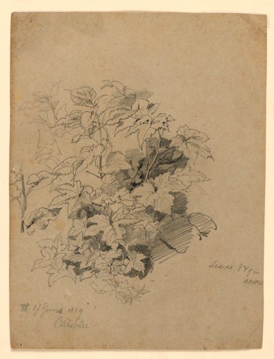 Studie av løvverk av William Trost Richards
