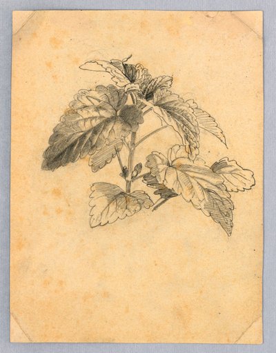 Studie av løvverk av William Trost Richards