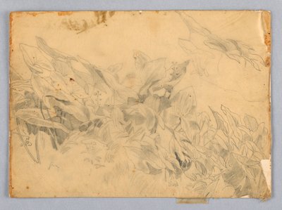 Studie av løvverk av William Trost Richards
