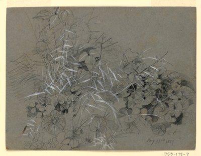 Studie av fiolette blader og gress av William Trost Richards