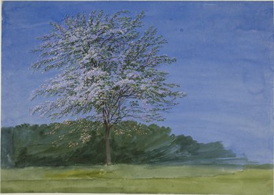 Studie av et tre i blomst av Joseph Mallord William Turner