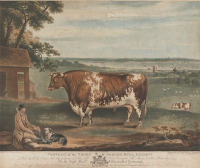 Portrett av Short Horned Bull Patriot av William Ward