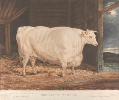 The Durham White Ox / Av den forbedrede Tees Water Breed, / av John Nesham, Esqr. / Oppdrettet og matet / fra Houghton le Spring, Durham av William Ward