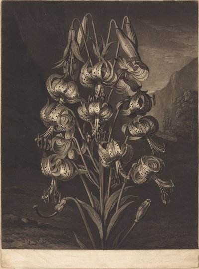 Den fantastiske liljen av William Ward after Philip Reinagle