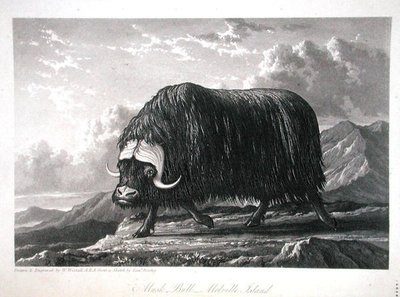 Musk Bull, Melville Island, fra 