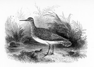 The Common Sandpiper, illustrasjon fra 