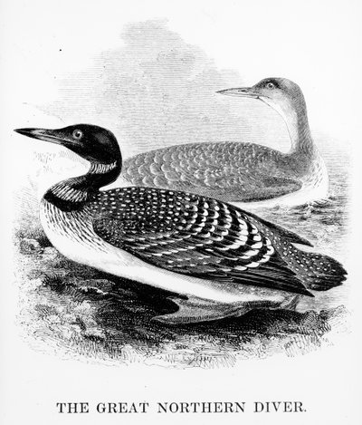 The Great Northern Diver, illustrasjon fra 
