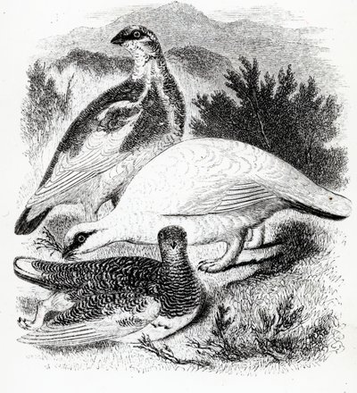 The Ptarmigan, illustrasjon fra 