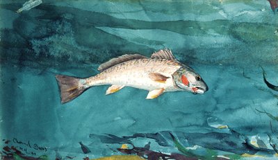 Channel Bass, 1904. av Winslow Homer