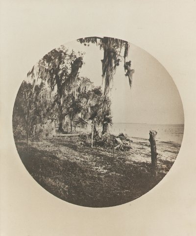 Palmetre og strandscene, Florida-kysten, ca. 1904 av Winslow Homer
