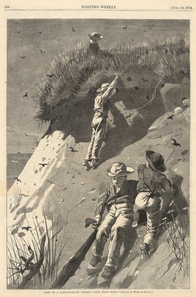 Raid på en sand-svalekoloni av Winslow Homer