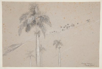 Royal Palm, Cuba av Winslow Homer