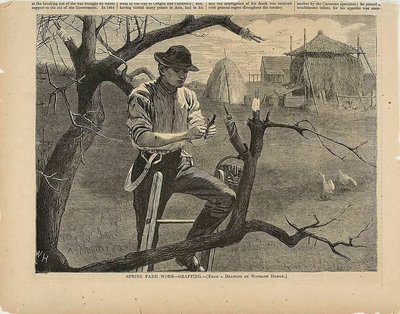  av Winslow Homer