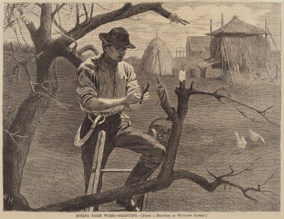 Spring Farm Work - Poding, utgitt 1870. av Winslow Homer