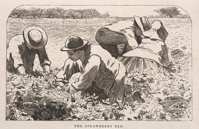  av Winslow Homer