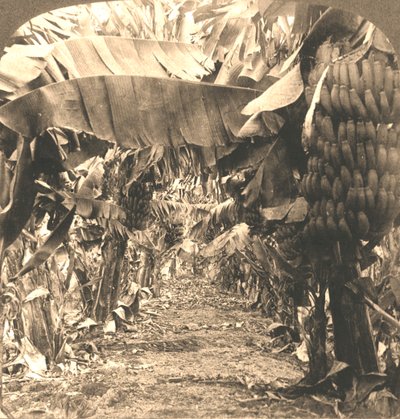 I hjertet av en bananplantasje, Hawaii-øyene, 1901. av Works and Sun Sculpture Studios