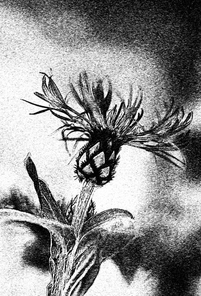 Delikat blomsterskisse av Ylva Sjögren