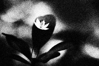 Markant hvit blomst av Ylva Sjögren
