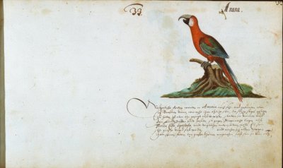 papegøye av Zacharias Wagner