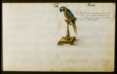 papegøye av Zacharias Wagner