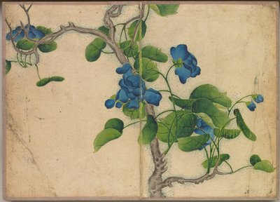 Desk Album: Flower and Bird Paintings (Climbing Blue Flowers) av Zhang Ruoai