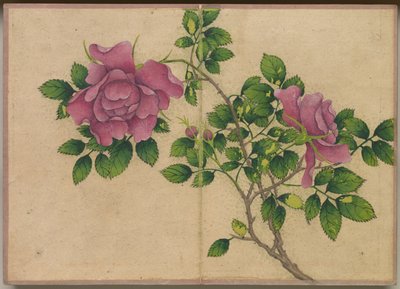 Desk Album: Flower and Bird Paintings Rose, 1700-tallet. av Zhang Ruoai