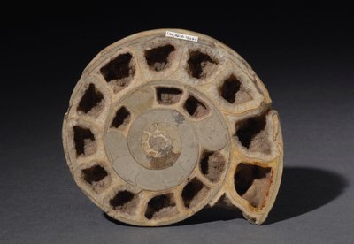 Ammonittfossil, omtrent 170 millioner år gammel (bilde) av Hippolyte Lalaise Devéria