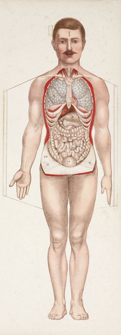 Anatomiske figurer De indre organer, slutten av 1800-begynnelsen av det 20. århundre av Frederick (attr. to) Barnard