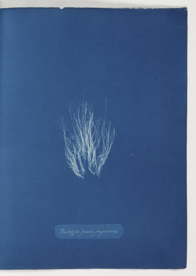 'Bangia fusco-purpurea' av Frederick (attr. to) Barnard