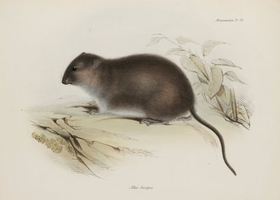 Busk eller brunfotrotte, Australia, ca 1832-1836 av John Pardon