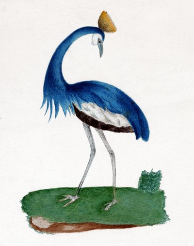 Crested hegre av . .