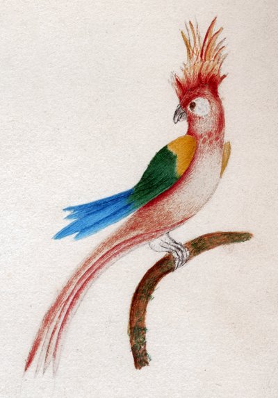 Crested parakitt av . .