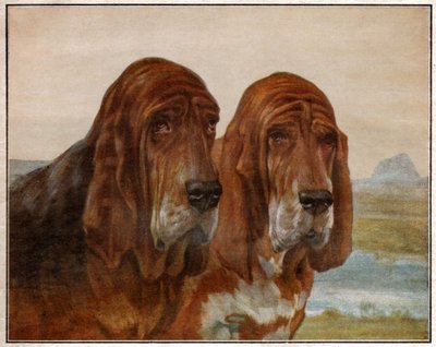 Hunder av Saint Hubert eller Bloodhound. 1925 (illustrasjon) av . .