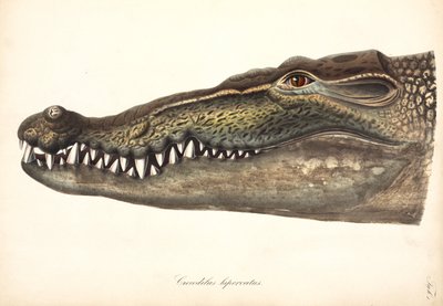 Estuarine eller saltvannskrokodille, Asia av John Pardon