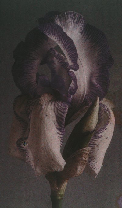 "Iris germanique" (Iris germanica) av Frederick (attr. to) Barnard