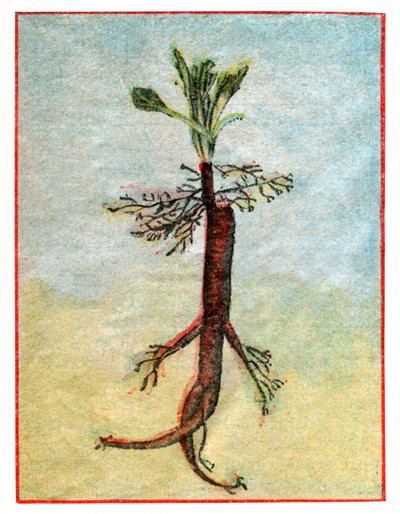 Mandragora av . .
