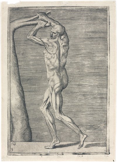 Muskler Anatomisk studie av mannlig muskulatur; mann som bryter en gren, ca 1555 av Frederick (attr. to) Barnard