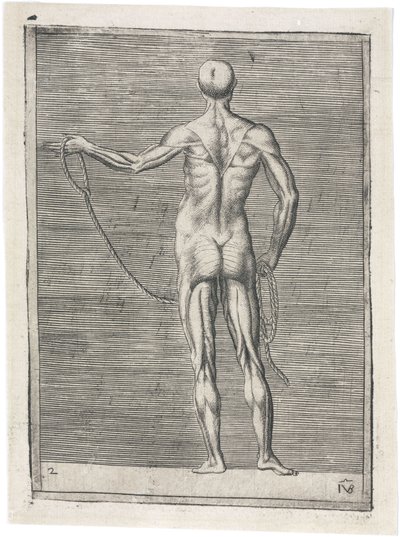 Muskler Anatomisk studie av mannlig muskulatur; mann som holder et tau, ca 1555 av Frederick (attr. to) Barnard
