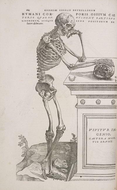 Skjeletter Et menneskelig leddskjelett sett fra siden av Frederick (attr. to) Barnard