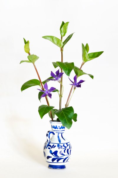 Tre stilker av periwinkle (Vinca major) som blomstrer i vase (bilde) av . .