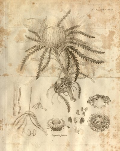 Dette er plate 3 fra bind 10 av Transactions of the Linnean Society of London, publisert i 1811. Planten som er avbildet er Dryandra formosa (nå Banksia formosa) av Various