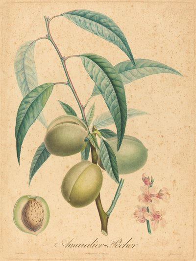 Mandel - fersken av after A. Poiteau