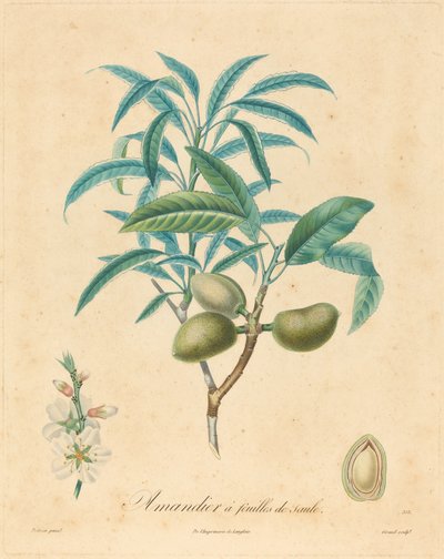 Mandeltre med pileblader av after A. Poiteau