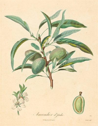 Mandeltre fra Italia av after A. Poiteau