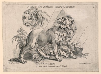Studier av løver, plate 4 fra "Cahier des Desseins Diverse Animalaux" av after Jean Baptiste Huet
