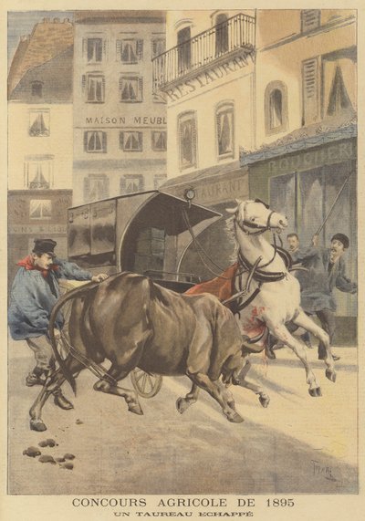 Landbruksutstilling av 1895. En rømt okse av after Oswaldo Tofani