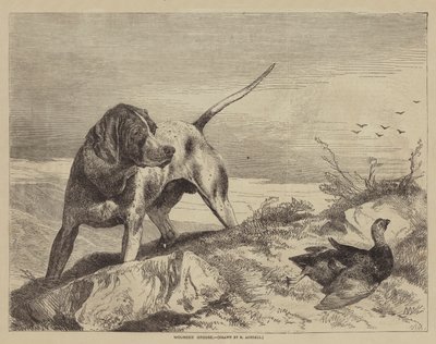 Såret rype av after Richard Ansdell