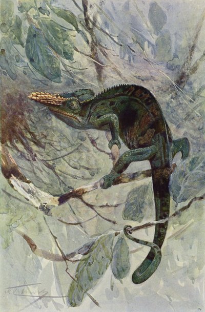 Afrikansk kameleon av after Wilhelm Kuhnert